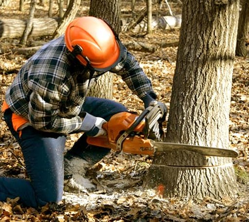 Tree Removal in West Camp, NY